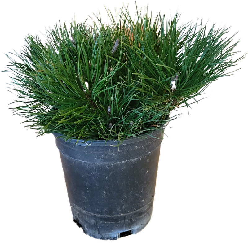 Dwarf Mugo Pine 1 Gallon