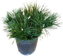Dwarf Mugo Pine 1 Gallon
