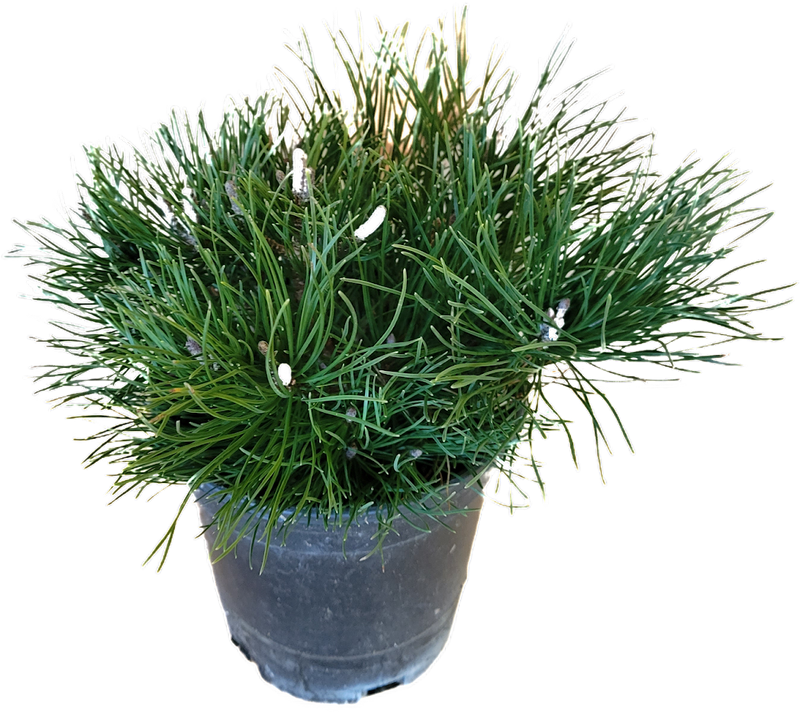 Dwarf Mugo Pine 1 Gallon