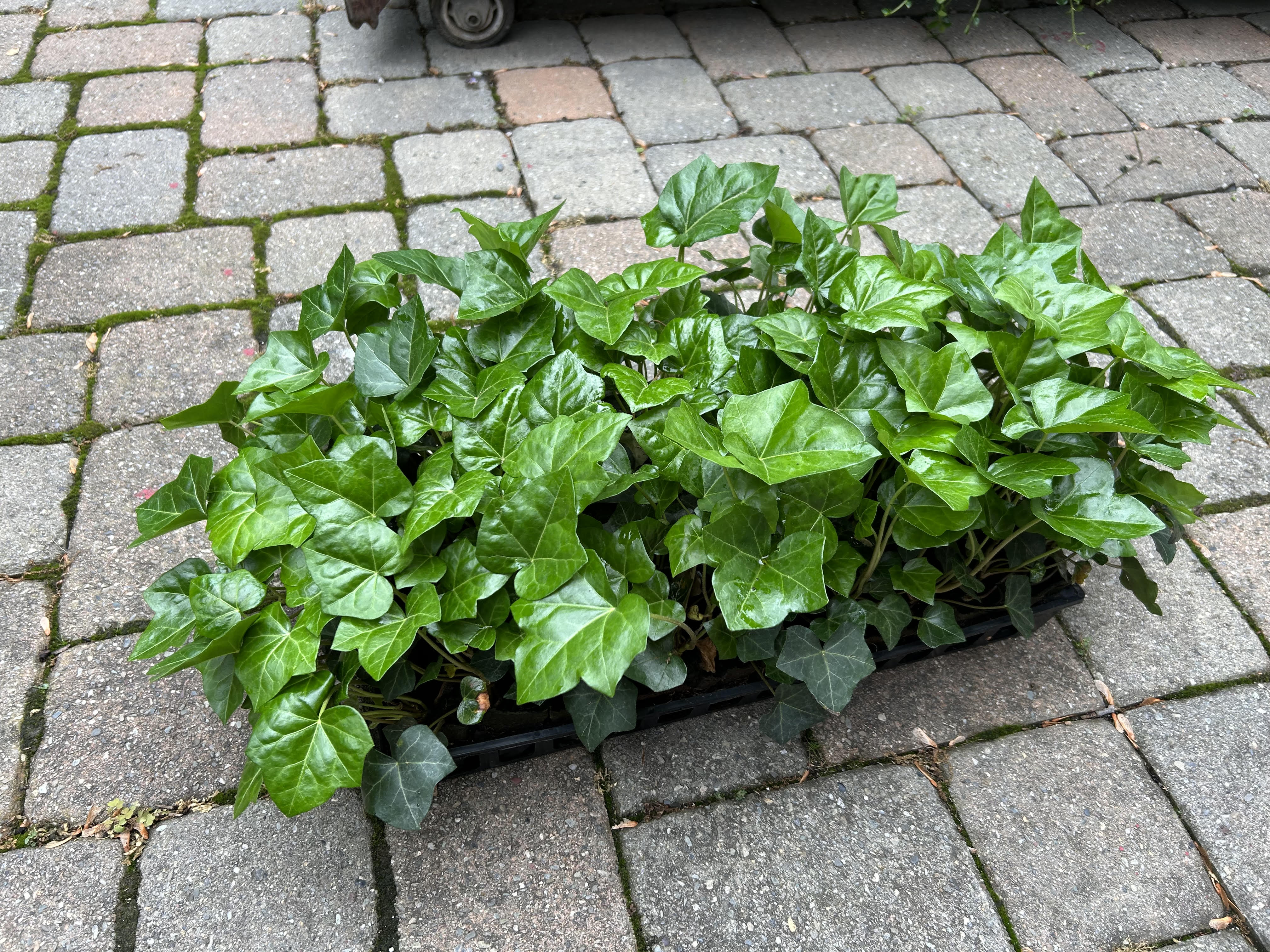 https://www.cfhydroponics.com/cdn/shop/files/EnglishIvyFlat2.jpg?v=1717255485