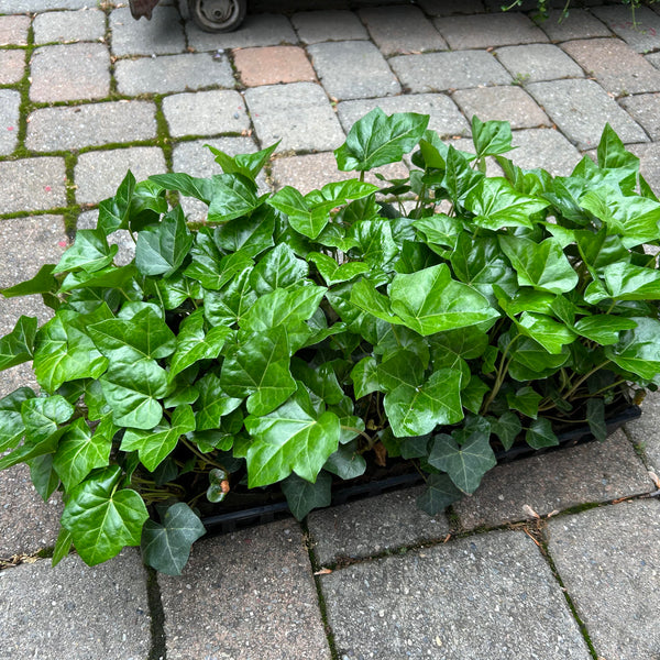English Ivy 50-Count Flat - Hardy Ground Cover Plant