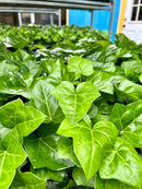 English Ivy 50 Count Flat