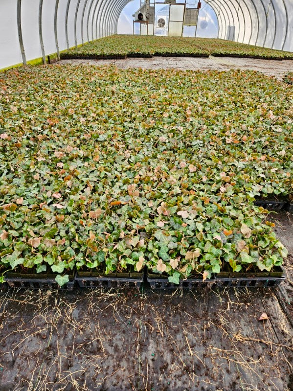 English Ivy 50 Count Flat