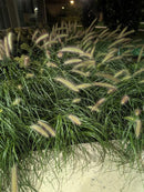 Dwarf Fountain Grass 'Hameln' (1-Gallon Pot)