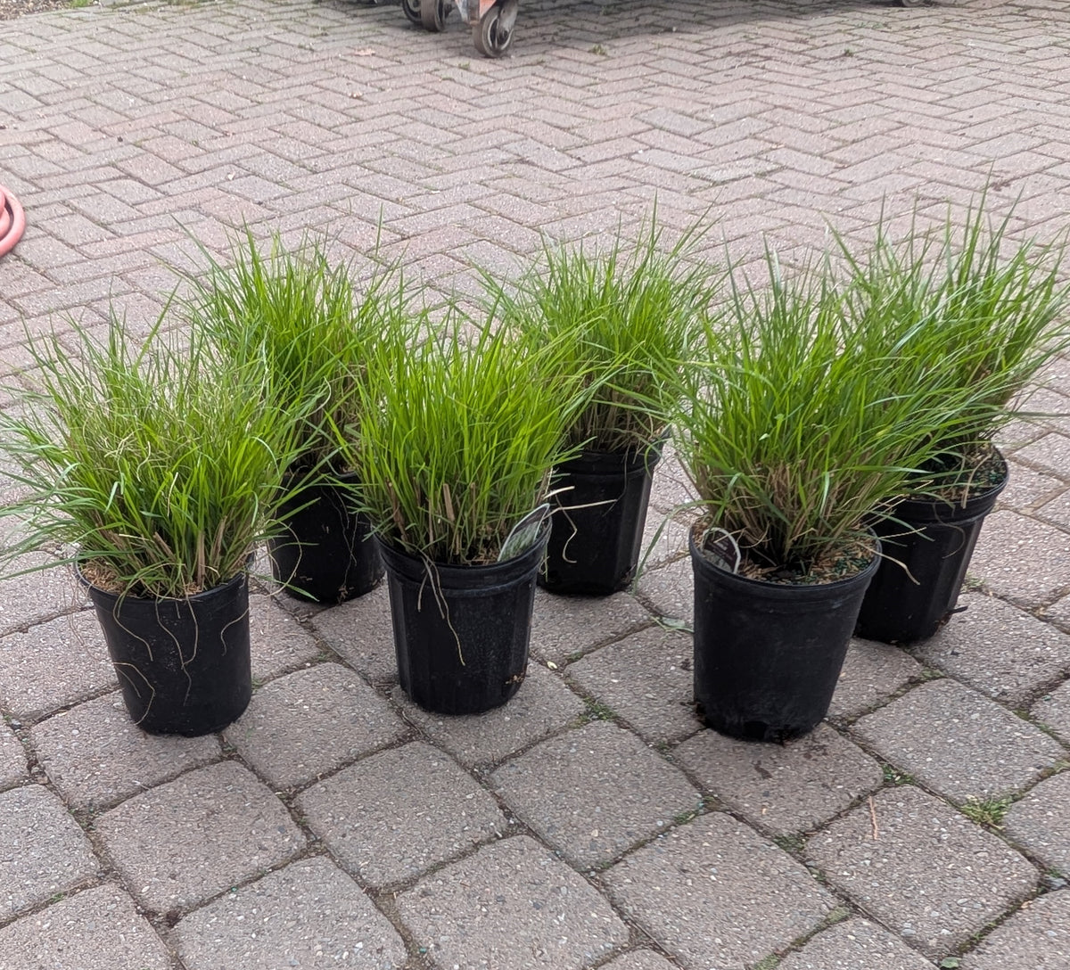 Dwarf Fountain Grass Hameln 1 Gallon