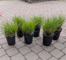 Dwarf Fountain Grass Hameln 1 Gallon - Pennisetum alopecuroides Compact Ornamental Grass Zones 5-9