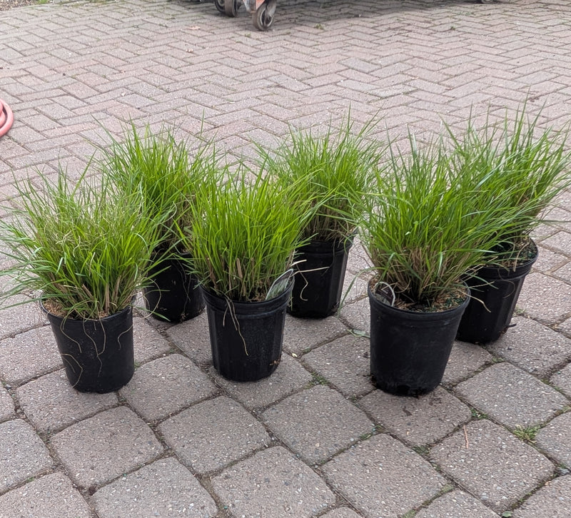 can you plant ornamental grass in pots Dwarf Fountain Grass Hameln 1 Gallon