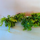 Golden Creeping Jenny (4-Pack of 4" Pots)