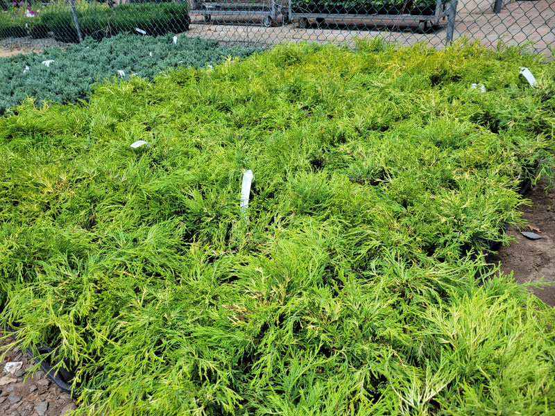 Gold Thread Cypress 1 Gallon