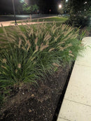 Dwarf Fountain Grass 'Hameln' (1-Gallon Pot)