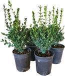 Boxwood Green Mountain 1 Gallon