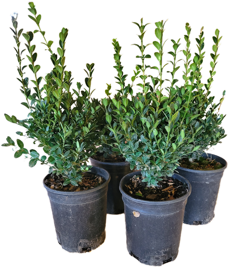 Boxwood Green Mountain 1 Gallon