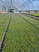 Vinca Minor Bowles 50 count Flat