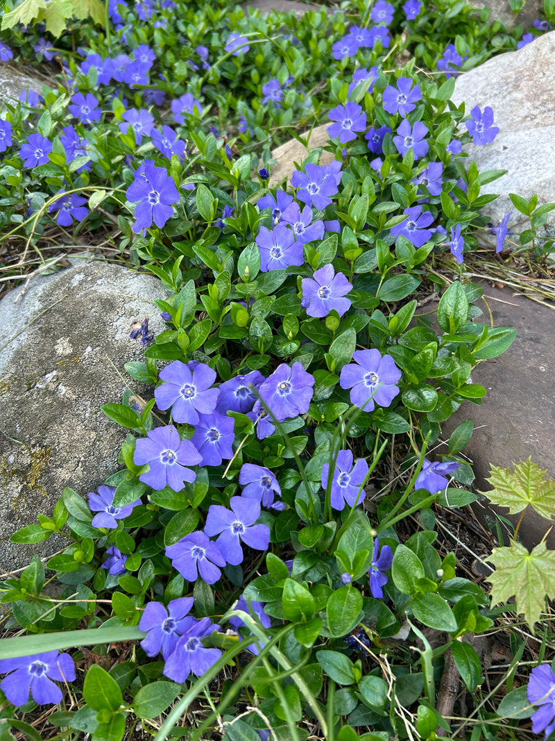 Vinca Minor Bowles 50 count Flat