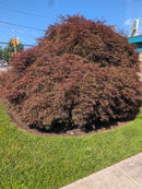 Happy Frog Japanese Maple Fertilizer 4-3-4 4lb Bag - FoxFarm Organic Acid-Loving Plant Food with Mycorrhizae
