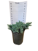 Blue Star Juniper 1 Gallon