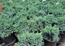 Blue Star Juniper 1 Gallon