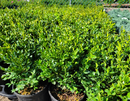 Boxwood Green Velvet 1 Gallon