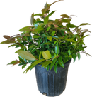 Leucothoe Axillaris Coastal 1g