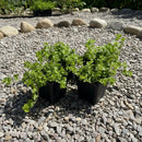 Two potted plants on a wooden surface with a plain background