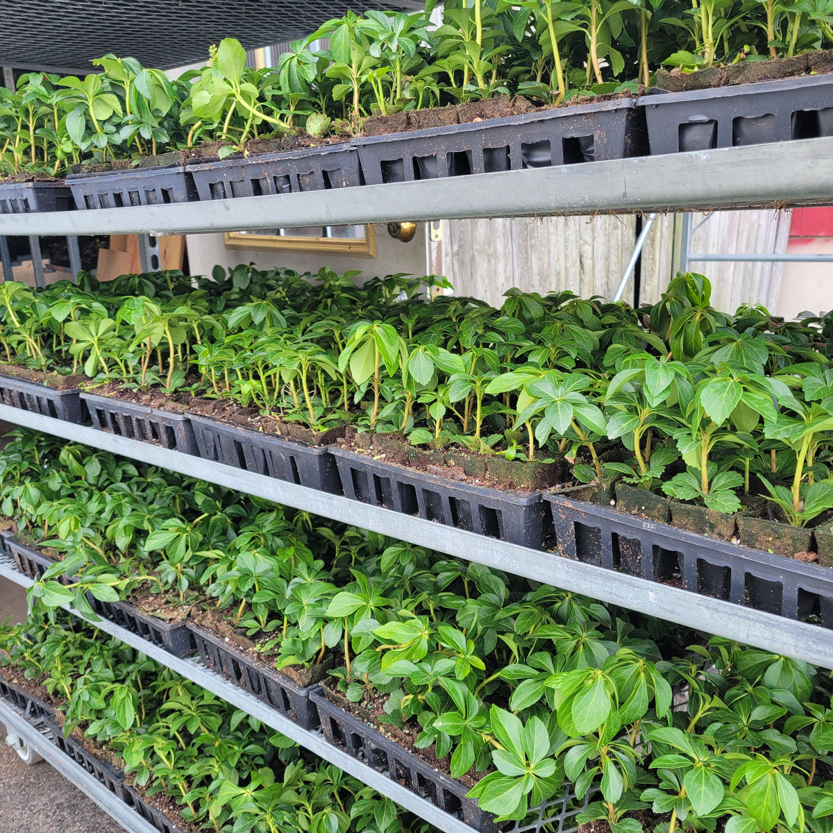 planting pachysandra seeds Pachysandra Terminalis 50 Count Flat