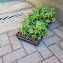 Pachysandra 50 Count Flat