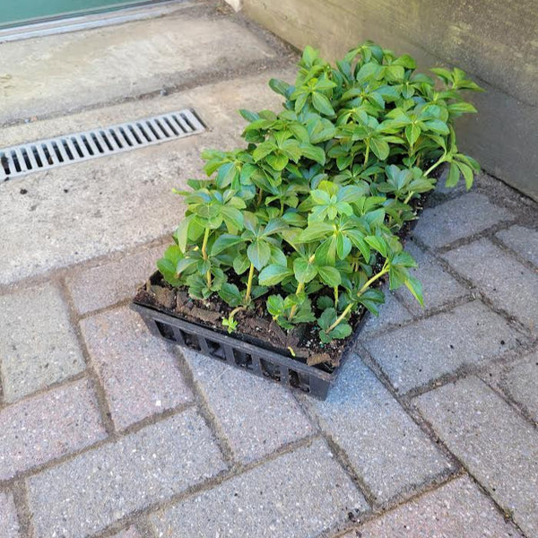 flat pot plants Pachysandra Terminalis 50 Count Flat