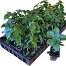 Pachysandra 50 Count Flat