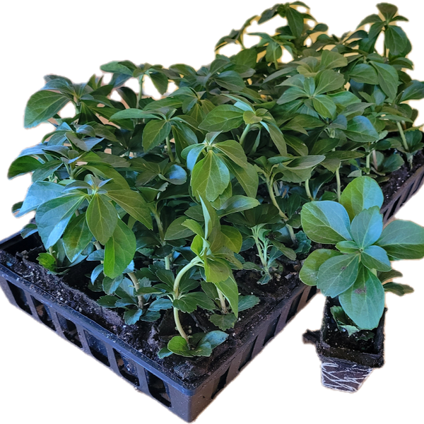 pachysandra plants fertilizer Pachysandra Terminalis 50 Count Flat
