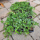 Vinca Minor Bowles 50 count Flat