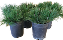 Dwarf Mugo Pine 1 Gallon
