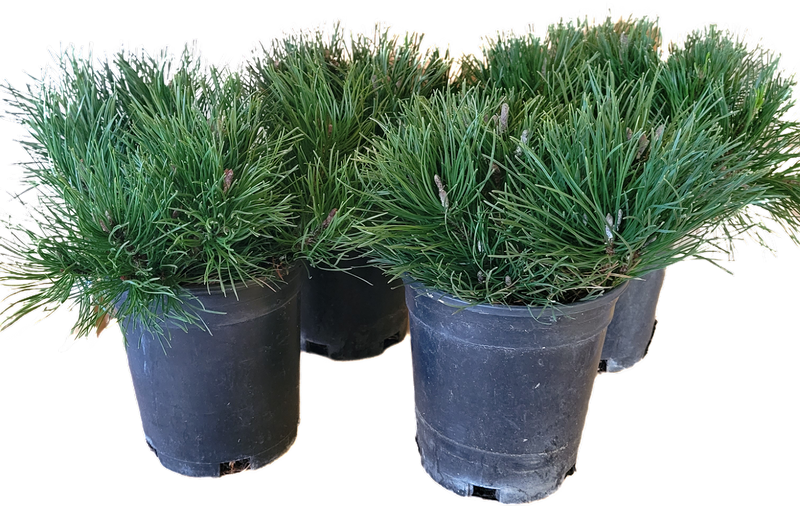 Dwarf Mugo Pine 1 Gallon