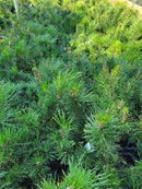 Dwarf Mugo Pine 1 Gallon