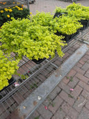 Golden Creeping Jenny (4-Pack of 4" Pots)
