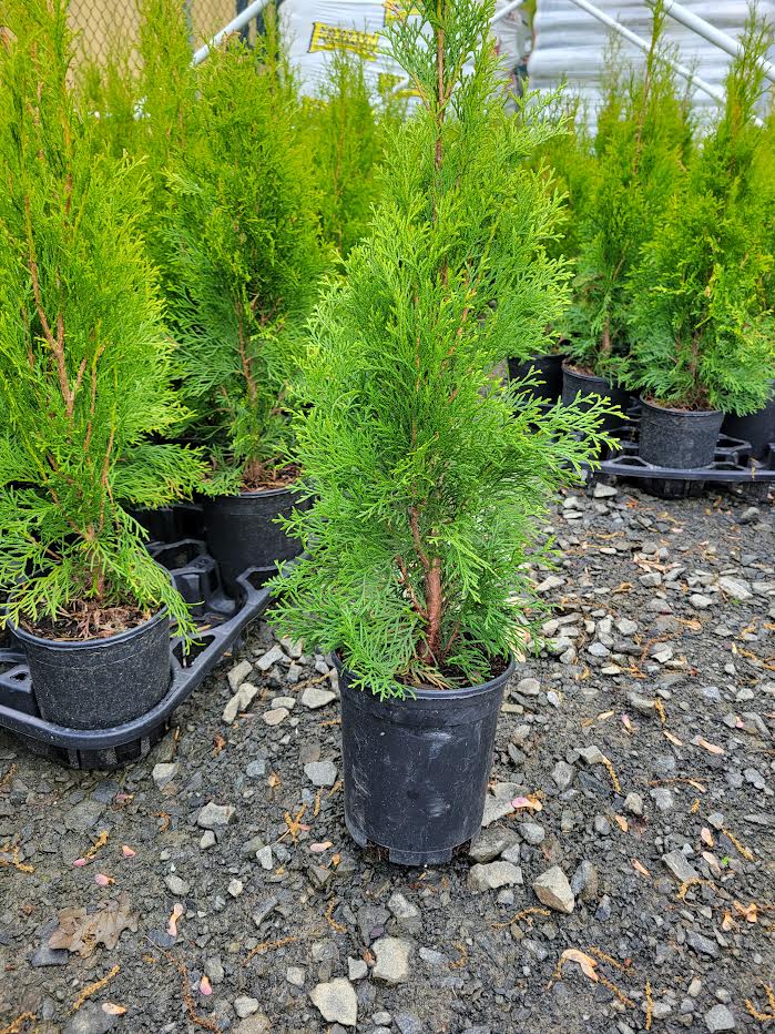 Emerald Green Arborvitae DiseaseResistant, LowMaintenance Hedge Plant
