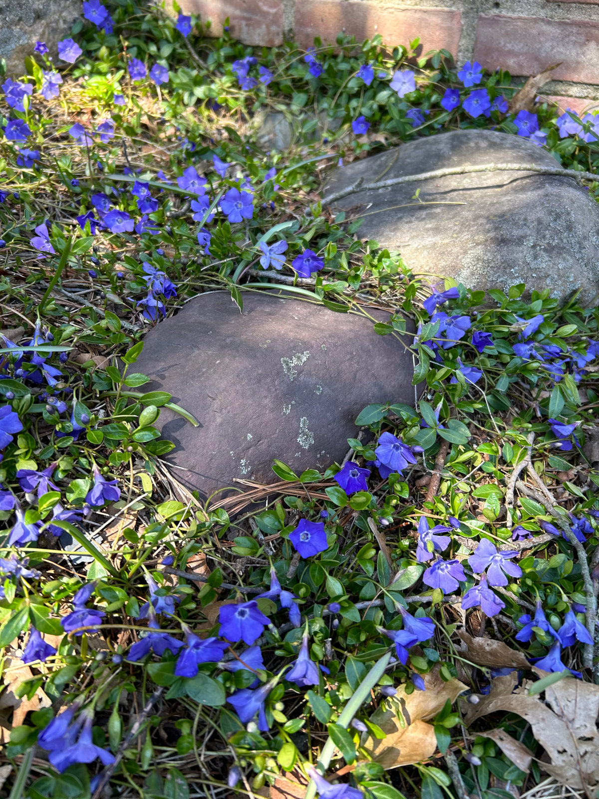 vinca vine house plant Vinca Minor Bowles