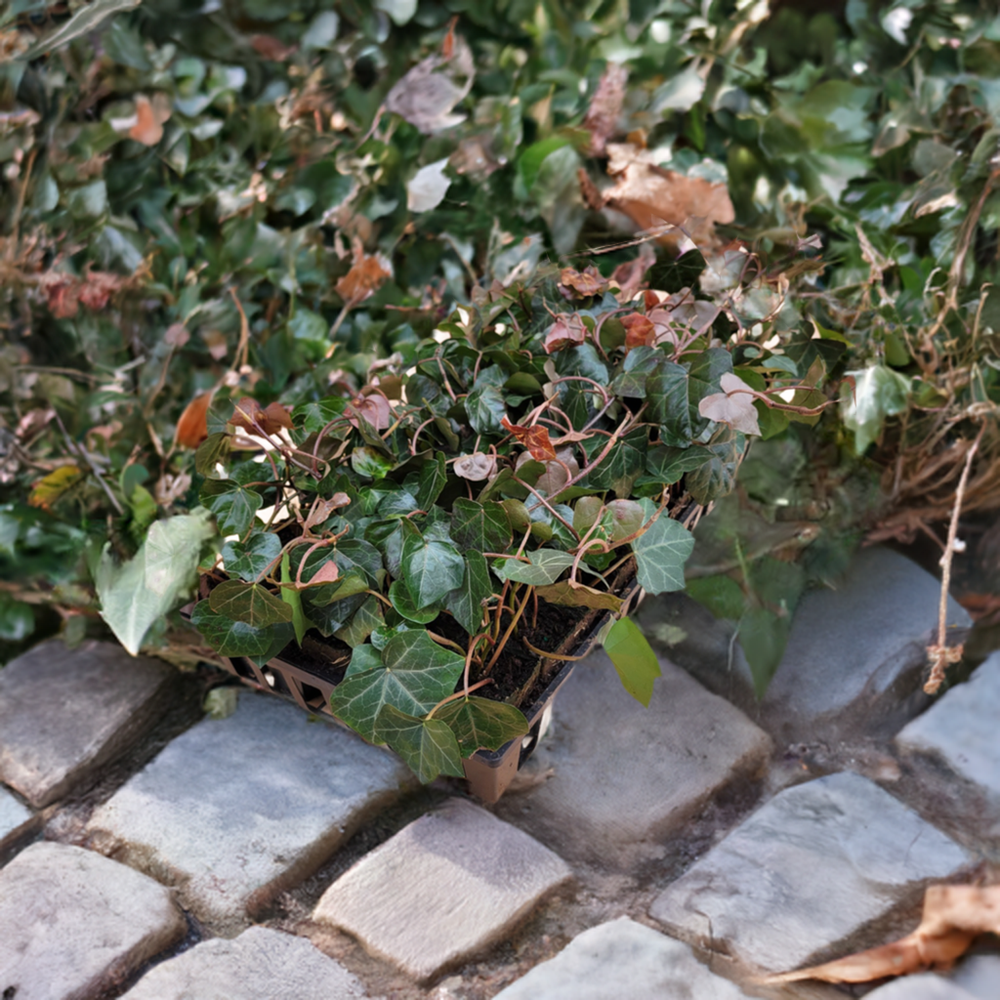 「sckng.w 」la basic IVY EnglishIvyGroundCover_1200x.