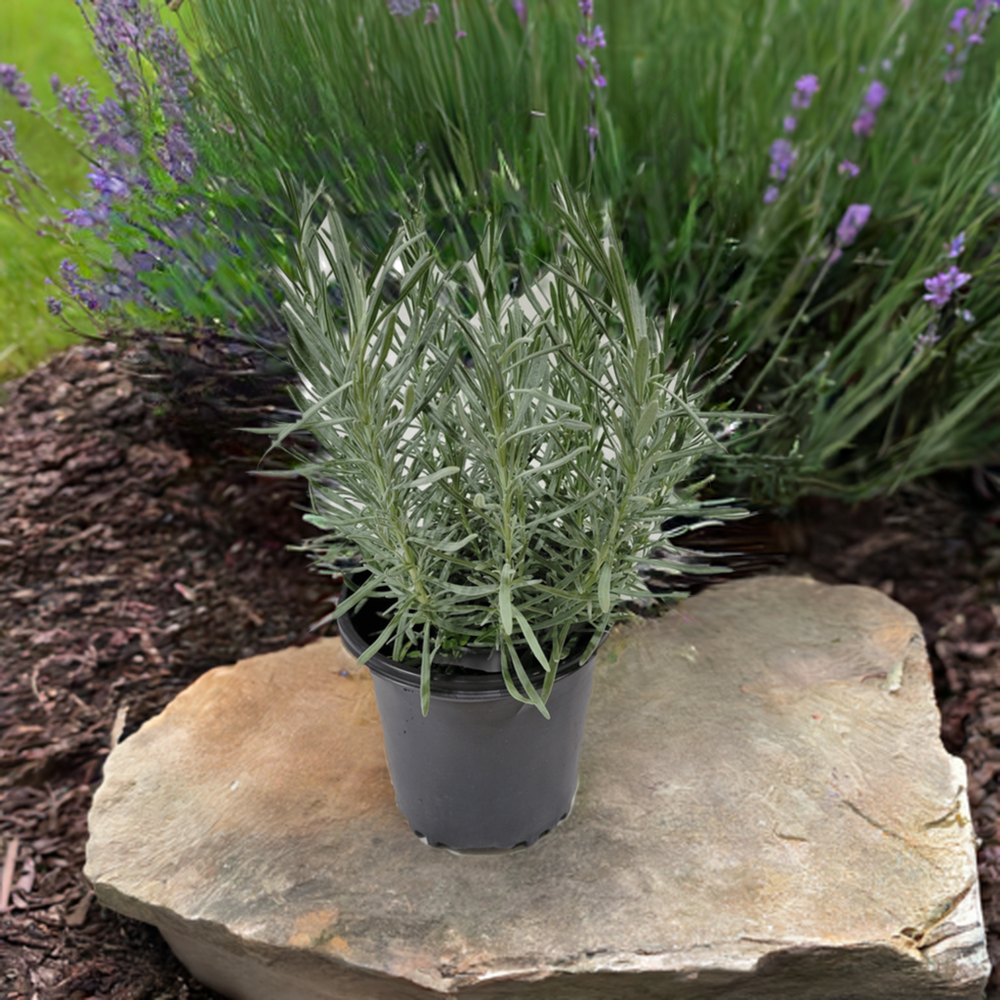 buy french lavender plants Lavender Phenomenal 1 Gallon