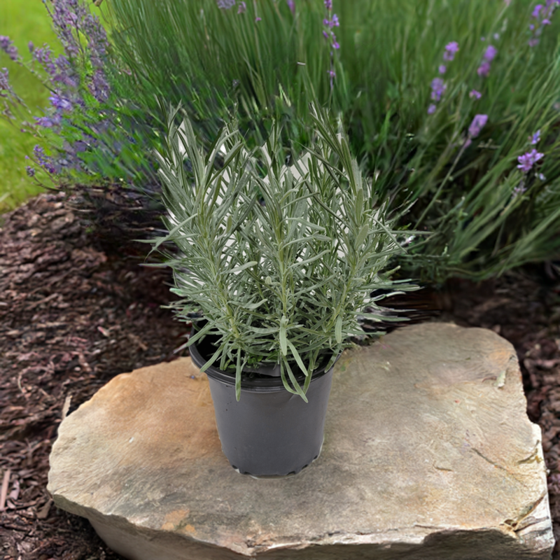 lavender plant ph Lavender Phenomenal 1 Gallon