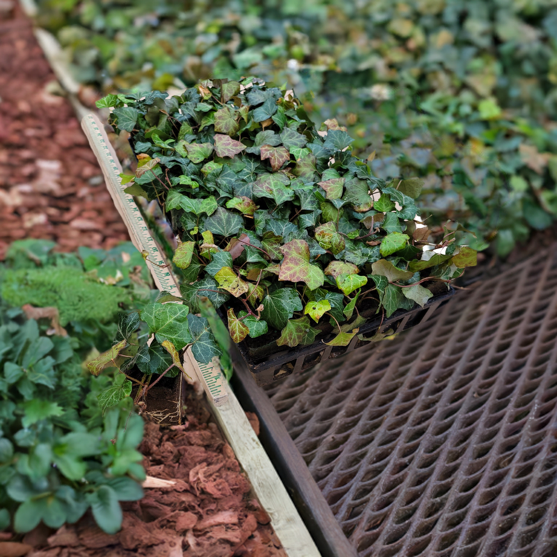 English Ivy 50 Count Flat