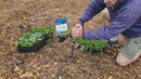 Planting Vinca and English Ivy using an auger