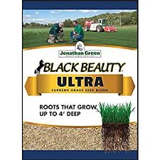 Black Beauty® Ultra Grass Seed - CF Hydroponics