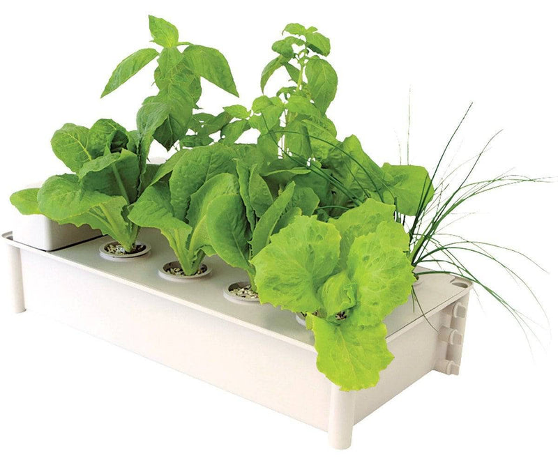 Salad Box Passive Hydroponic System - CF Hydroponics
