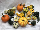 Gourds, Mini Pumpkins & Mini Gourds - CF Hydroponics