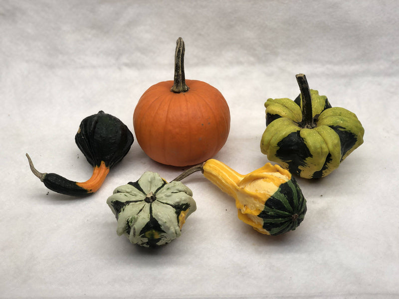 Gourds, Mini Pumpkins & Mini Gourds - CF Hydroponics