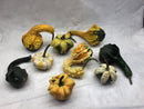 Gourds, Mini Pumpkins & Mini Gourds - CF Hydroponics