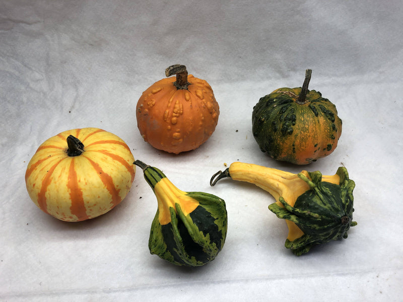 Gourds, Mini Pumpkins & Mini Gourds - CF Hydroponics