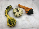 Gourds, Mini Pumpkins & Mini Gourds - CF Hydroponics