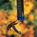 Droll Yankees® Yankee Whipper® Squirrel-Proof Bird Feeder - CF Hydroponics