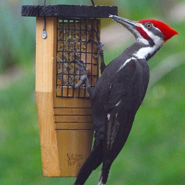 Suet Feeder Nature's Way Tail-prop - CF Hydroponics